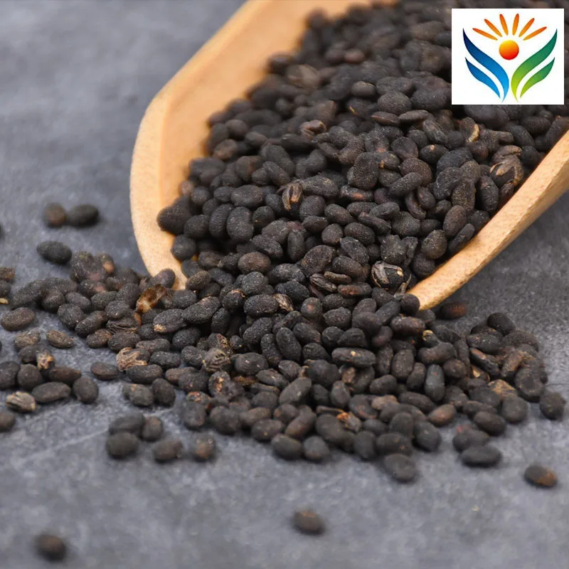 

100% Natural Bu Gu Zhi Herb Psoralea Fruit Chinese Herbs
