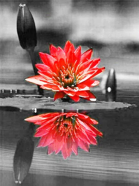 Алмазная живопись Готическая роза цветок 5d мозаика сделай сам полностью