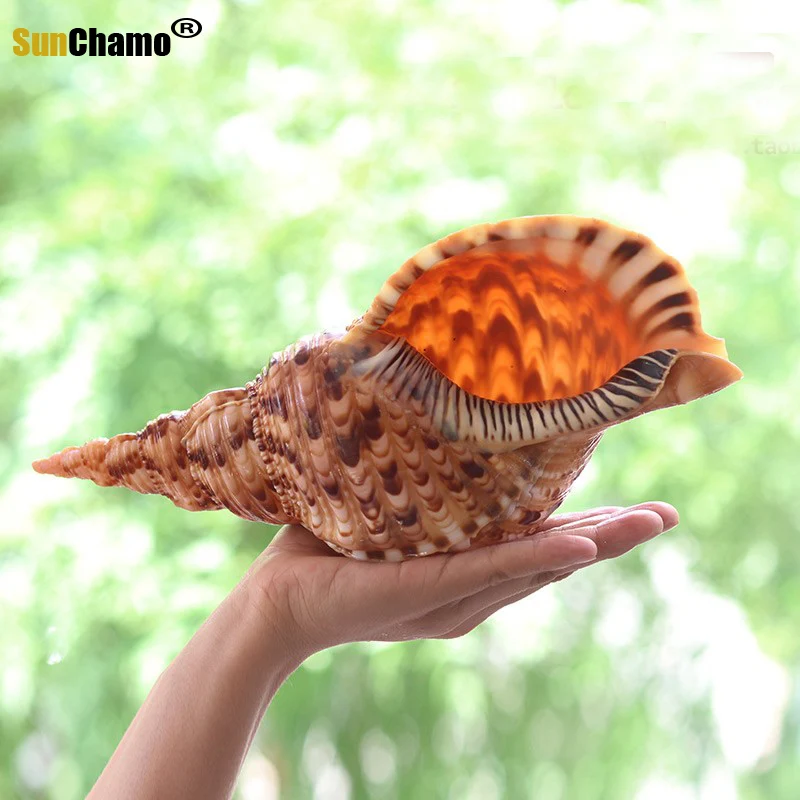 Натуральный раковина искусственные образцы в средиземноморском стиле морские