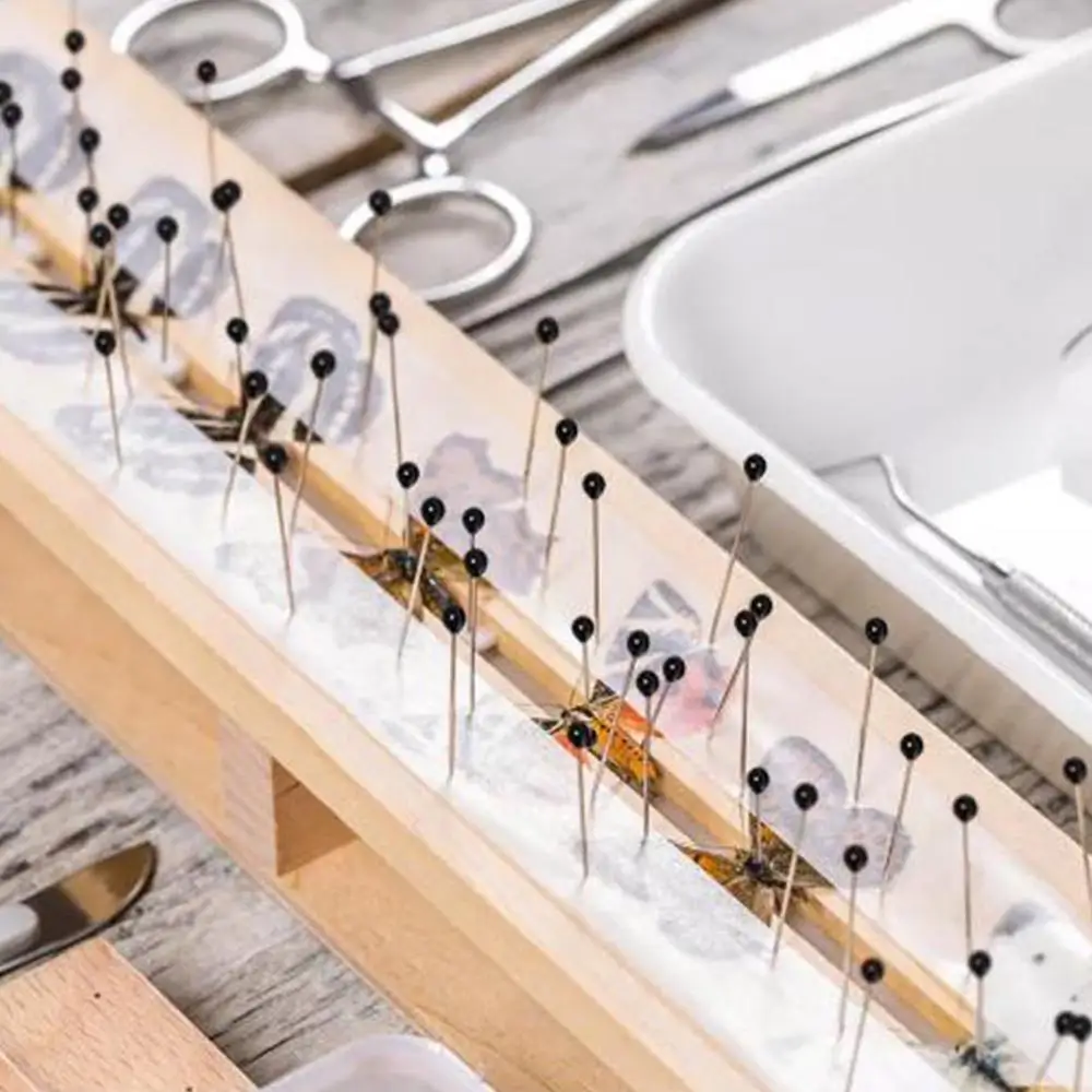 100 шт. игла для образцов насекомых металлическая энтомологическая лабораторная