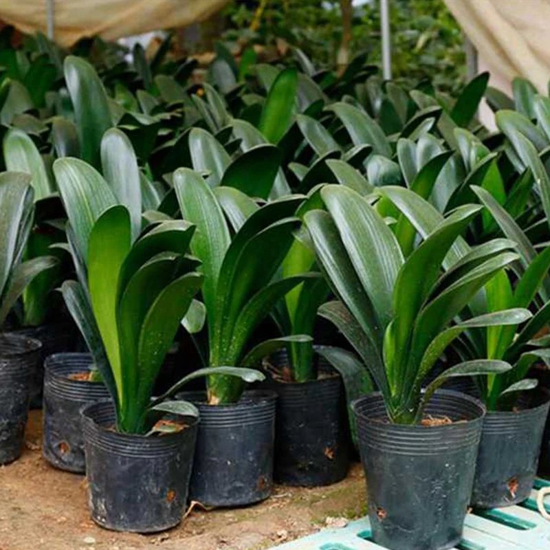 

New-50Pcs Plastic Nursery Pot cmgarden Container Planting Grow Bag Seedling Raising Cup Nursery Box Garden Supplies