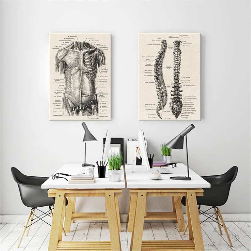 

Human Anatomy Artwork Medical Wall Canvas Decorative Painting Muscle Vintage Poster Education Painting Biology Modern Decor