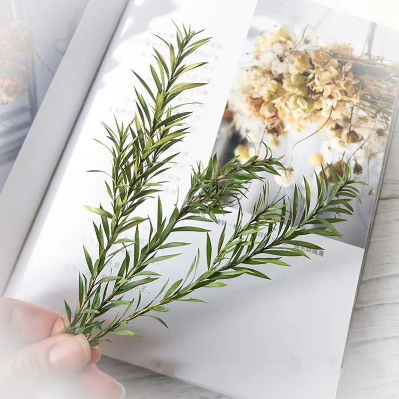 

Preserved Melaleuca DIY Dried Flower Rose Material Gift Box Natural Plants Wedding Car Decoration Easter Photo Props Christmas