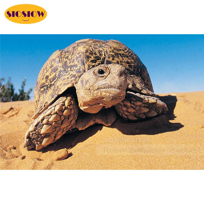 Алмазная 5D картина сделай сам полноразмерная Мозаика из страз пустыня черепаха