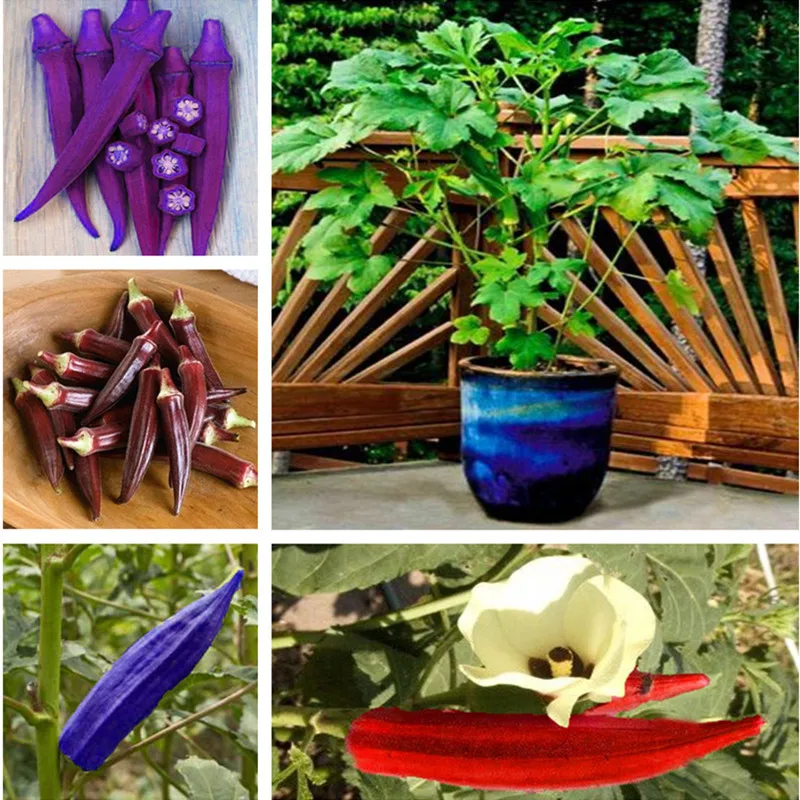 20 шт горшечных Весна посева семян овощи Бонсай терраса вид фрукты и бамия почек