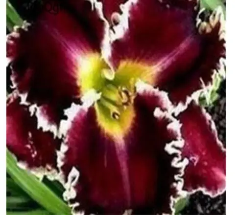 8 Ngryise 20 шт набор Freesia hybrida - Цвет: 8