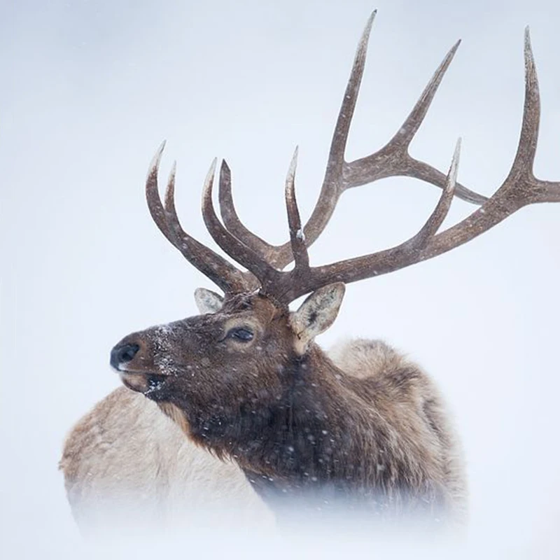 Полный квадратный круглый 5d алмазная краска Кот и белый тигр вышивка мозаика