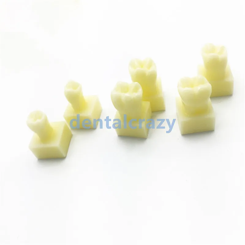 Модель перманентных зубов с базой 1 раз натуральный размер стоматологический