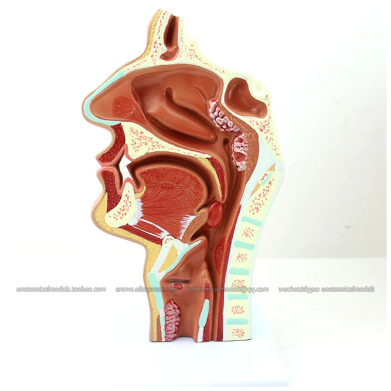 CMAM/12508 Pathological nasal cavity Human Respiratory System Medical Teaching Anatomical Model |