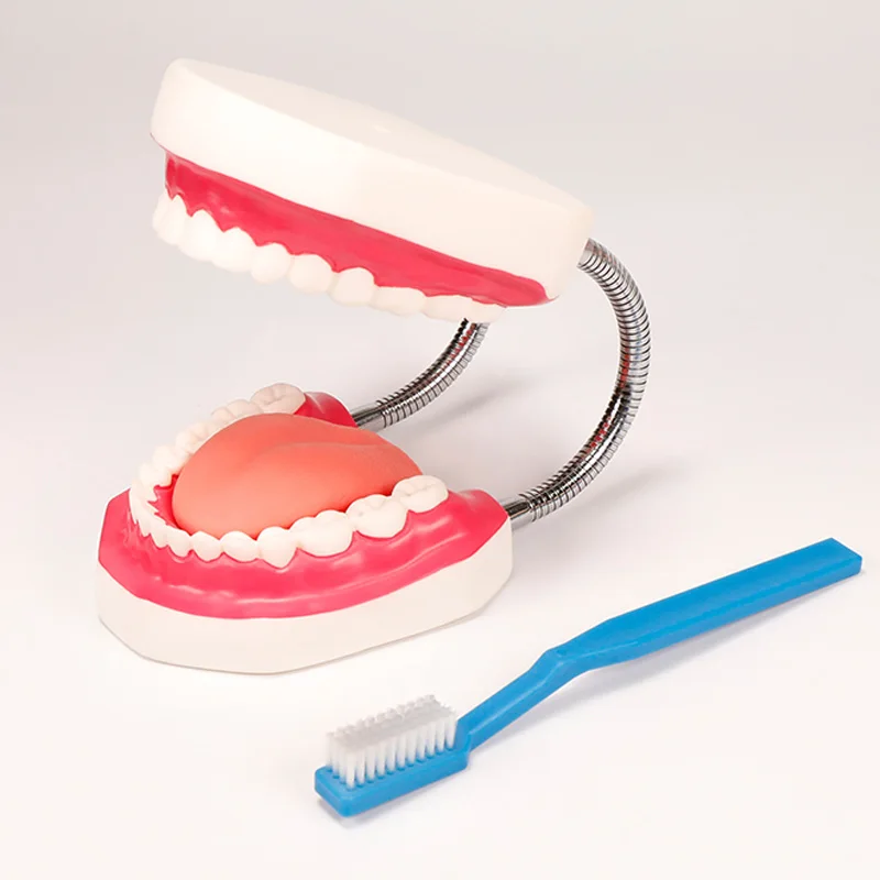 Шиньон зубной модель увеличенные 6 раз полости рта сестринского подготовки