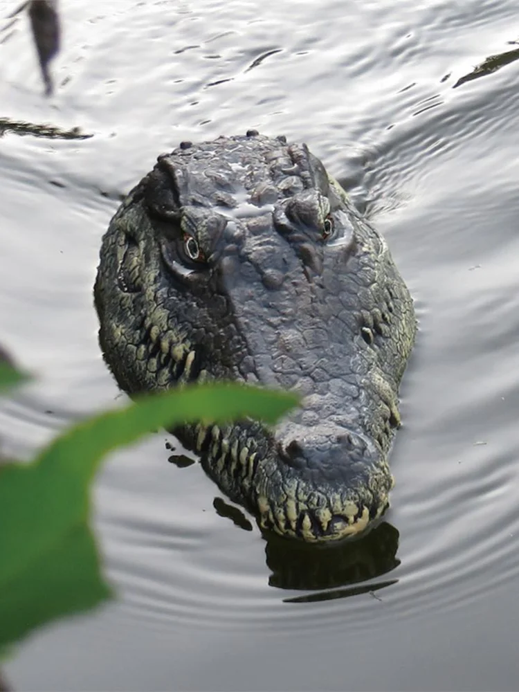 24g rc электрическая радиоуправ