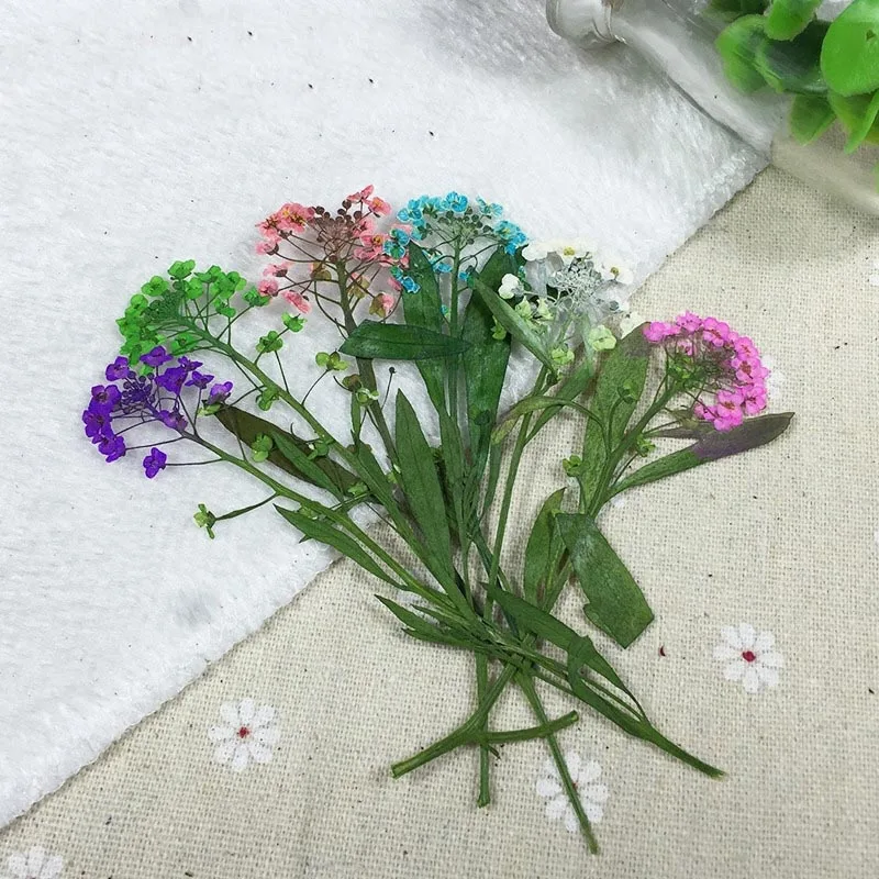60 шт 5 9 см прессованный высушенный Lobularia маритима цветок гербарий из растений для