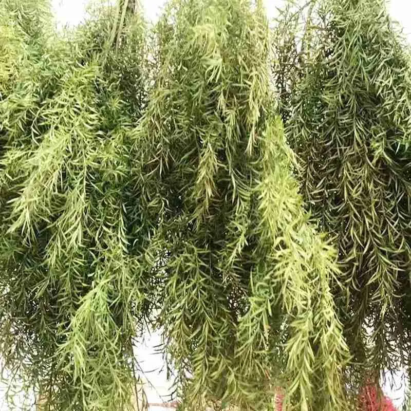 

Decorative Eternal Grass Real Forever Delphinium Dried Decoration Forever Flower Flowers Preserved Floral Home Natural F7S2