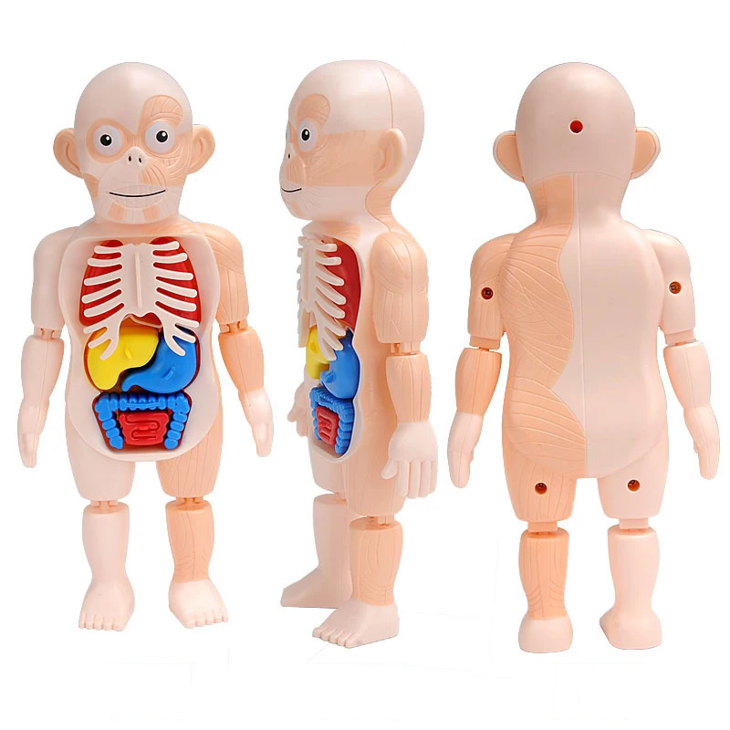 educational learning diy assembled toys kits body organ medical teaching tools montessori 3d puzzle human body anatomy model toy free global shipping