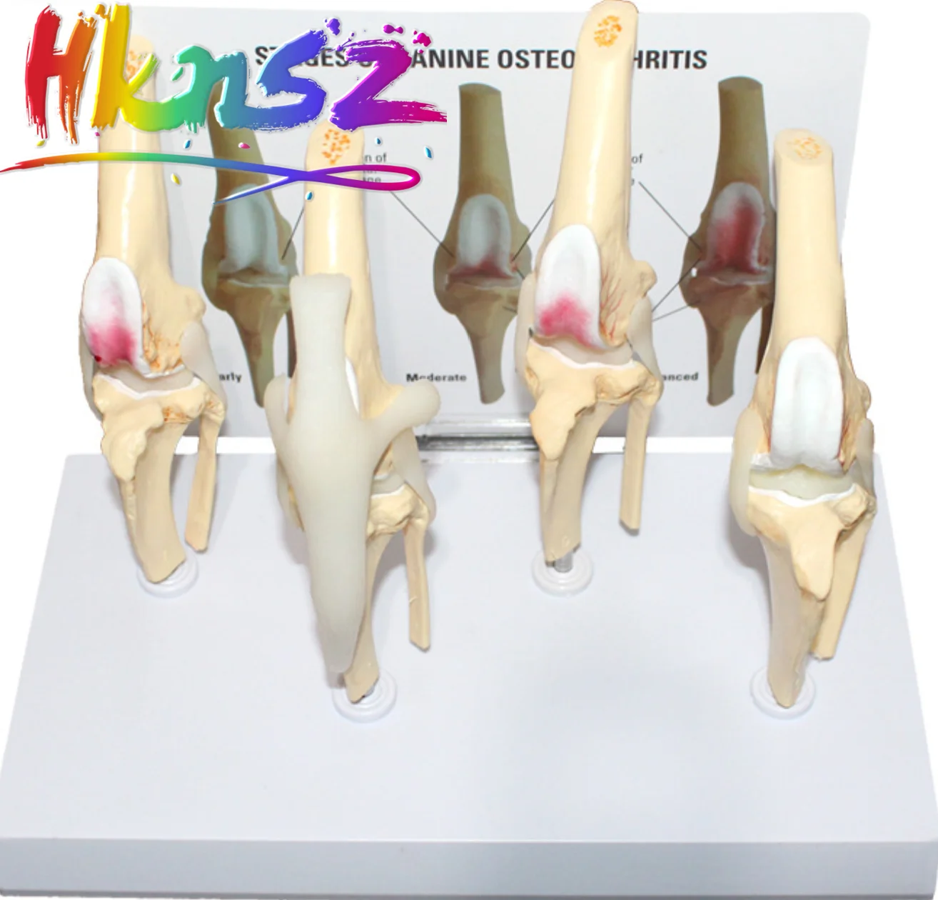 

Animal Dog Canine Knee Joint Model Skeleton Veterinary Teaching Research Display Instrument Study Teaching Tool