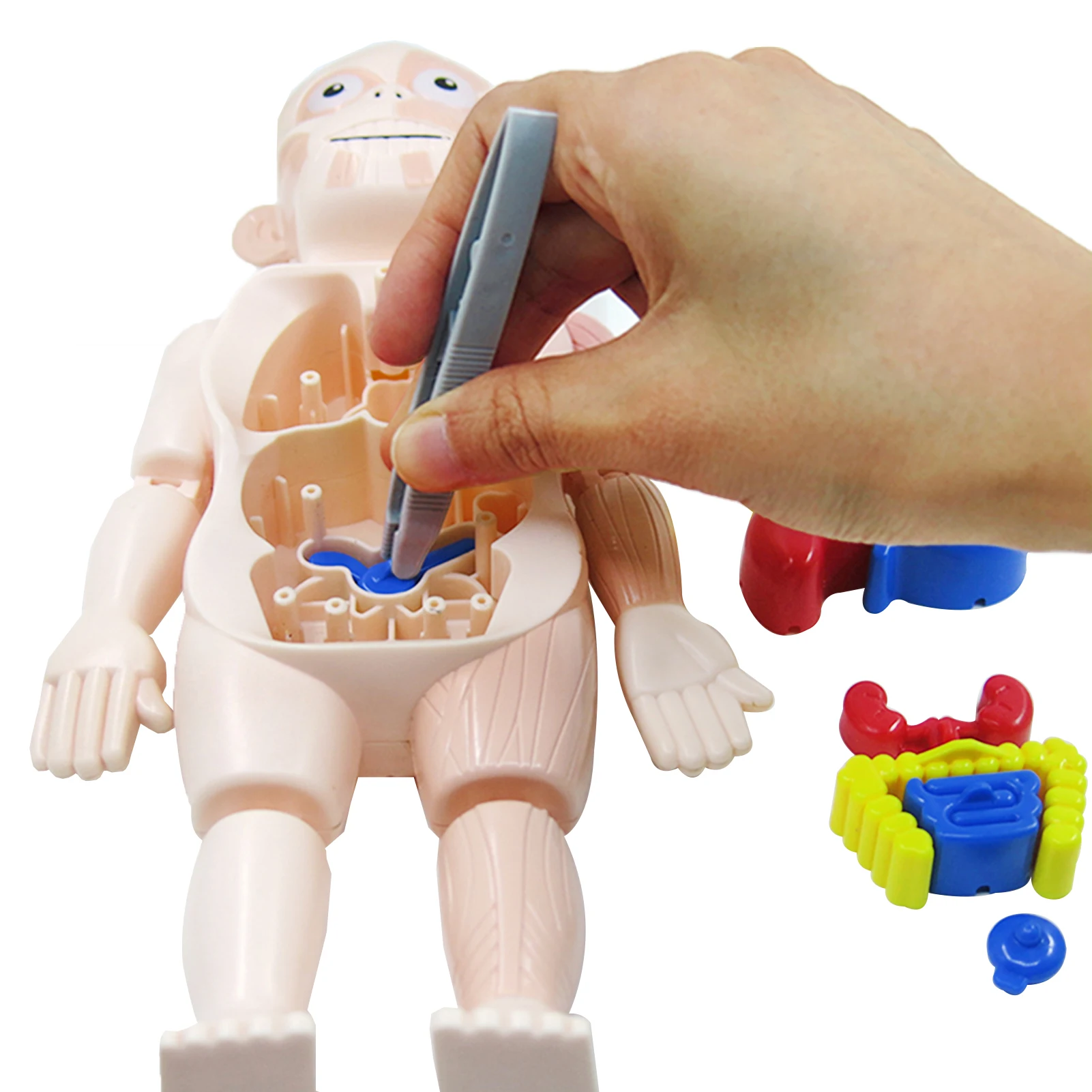

Human Model Children Science Education Toys DIY Assembled Enlightenmen Toys Montessori Body Structure Funny Toys very well