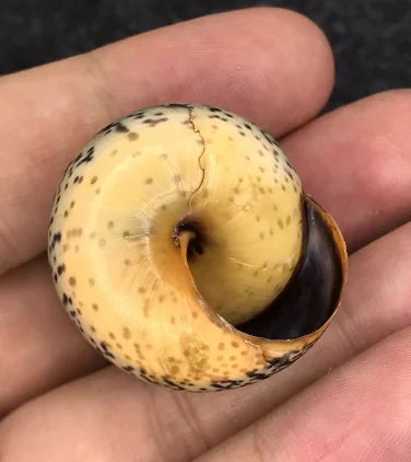 

3.2 cm blue rain snail pattern beautiful collection