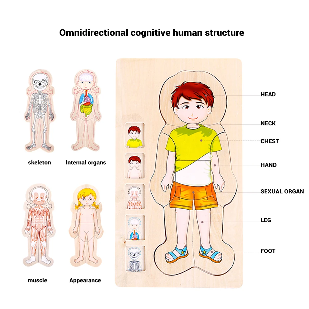 

Wooden Human Body Puzzle Boys Girls Body Structure Children Puzzles Kids Toys Montessori Educational Children Toys