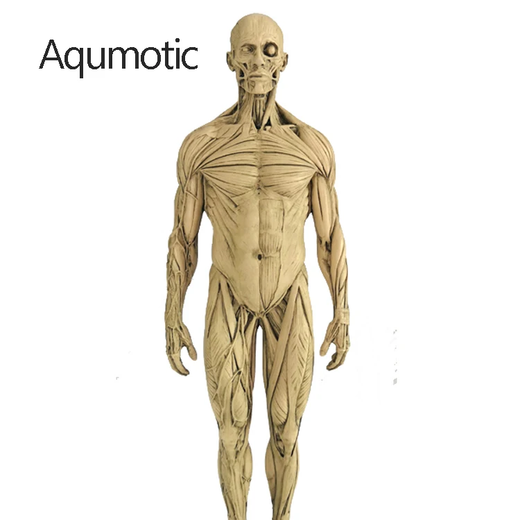 

Анатомическая модель скелета Aqumotic Musul синего/бежевого цвета