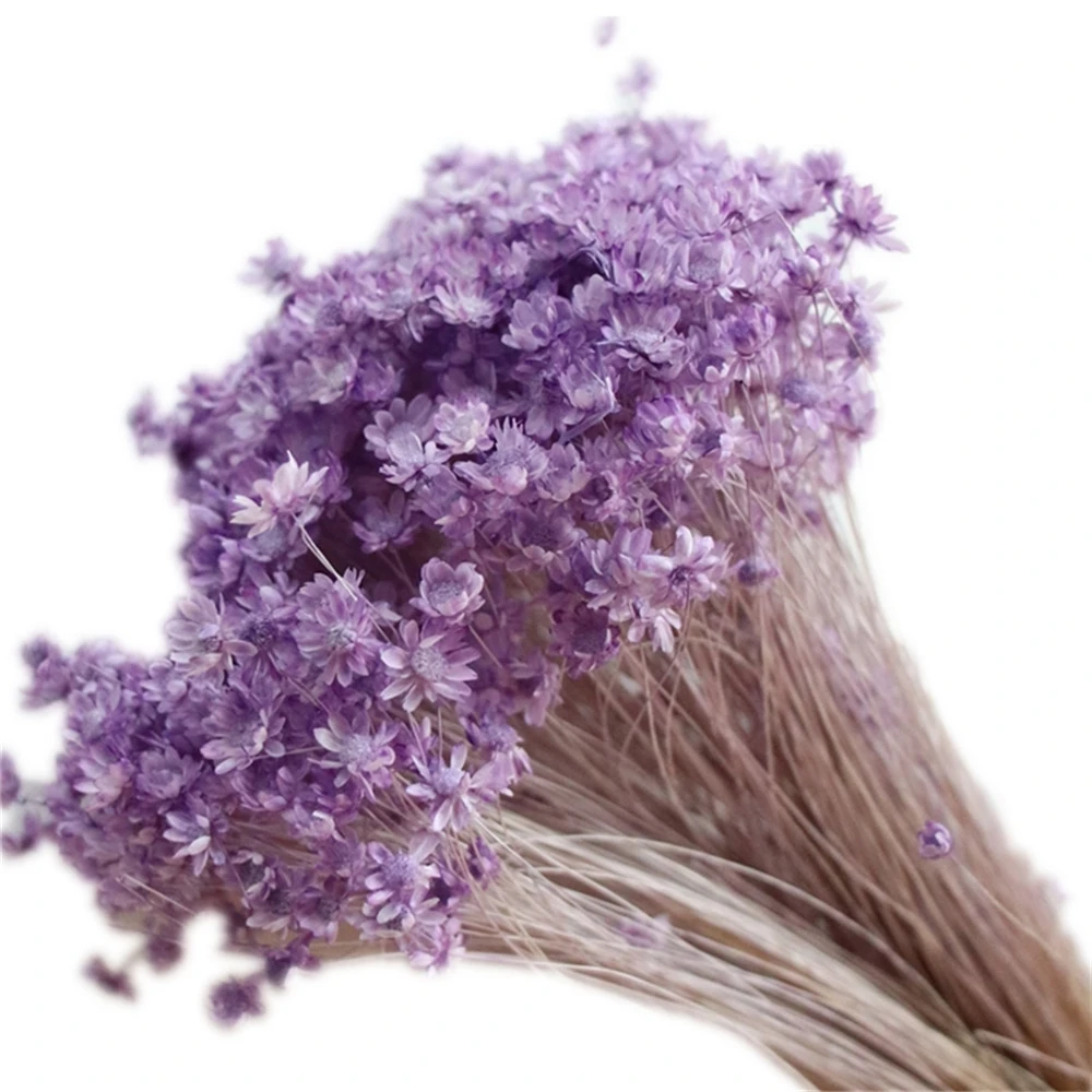 Бесплатная доставка 100 шт. настоящие Мини звезды цветы хризантемы цветочный