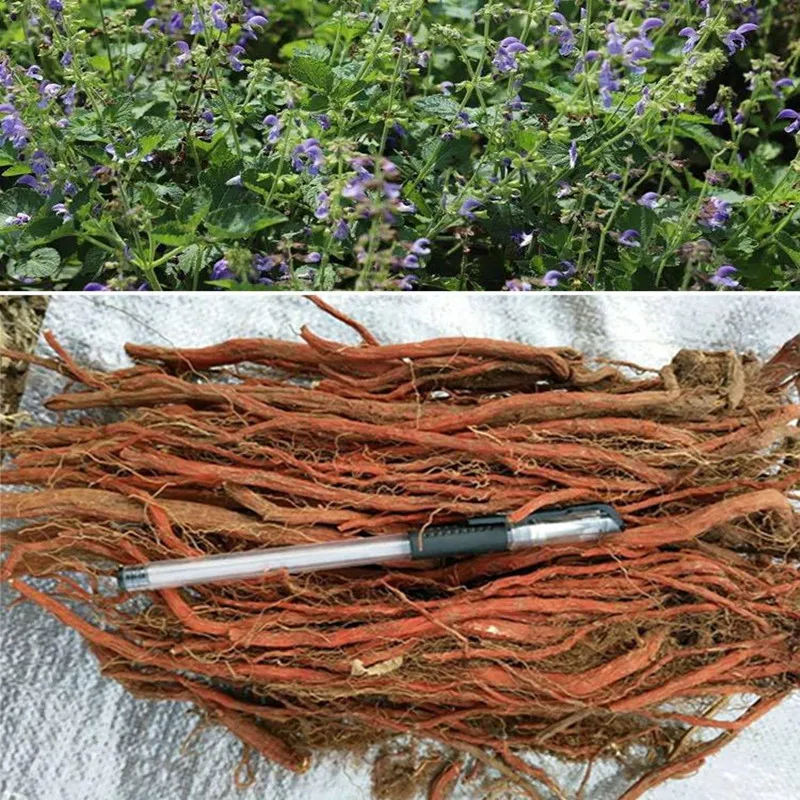 Лидер продаж натуральная Высококачественная Сальвия дикая сушеная гарантия