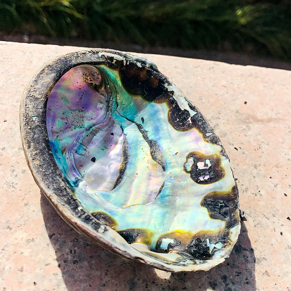 Редкие вариации 10-12 см Морская раковина натуральная морские пляжные черные пятна