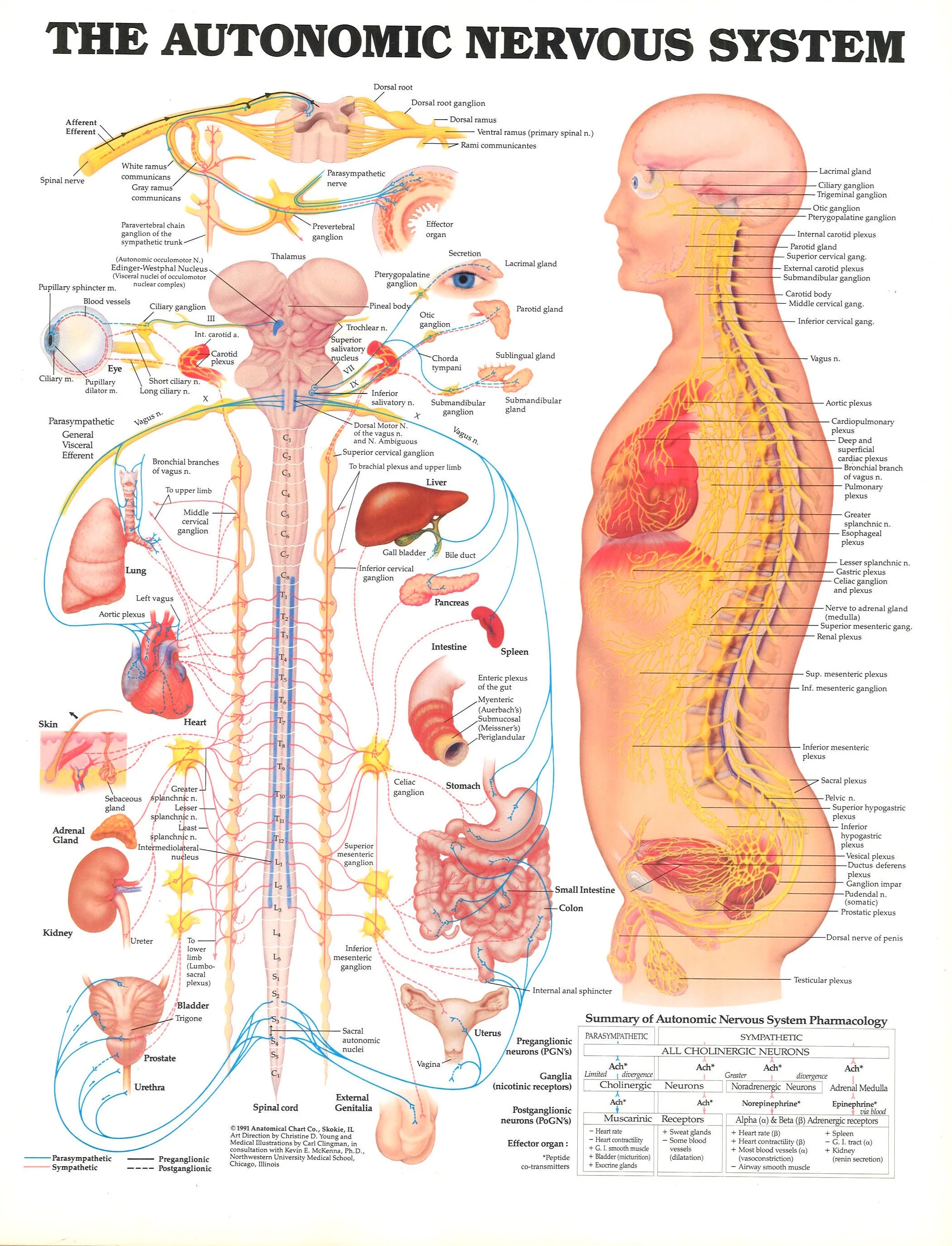 

THE AUTONOMIC NERVOUS SYSTEM ANATOMICAL DIAGRAM CHART Art Film Print Silk Poster Home Wall Decor 24x36inch