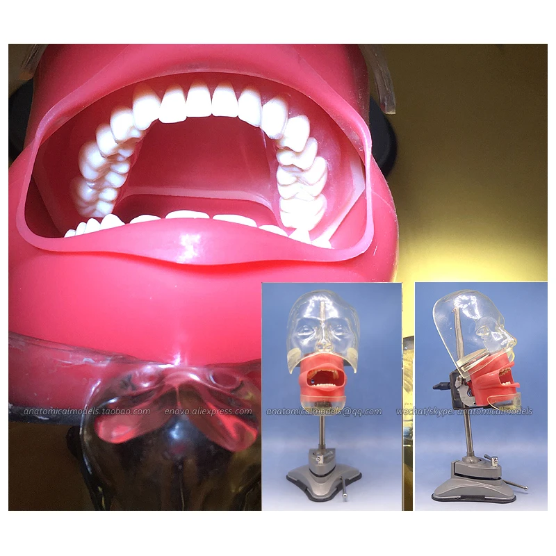 

12559 / Sucker Type Dental Phantom Model, Medical Science Educational Dental Teaching Models