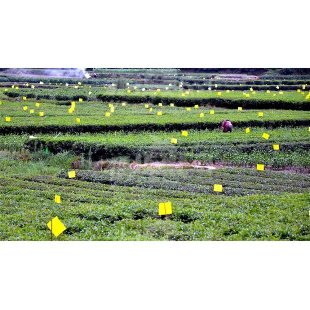 

20Pc Sticky Fly Trap Paper Two-sided Stickers Glue Fruit Fly Bug Killer Insects Bilateral shellac Fruit Flies Insect Catcher