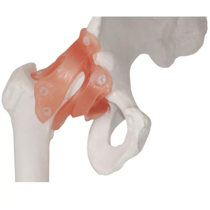 Модель человека в масштабе 1:1 телескопическая телескопическая| |