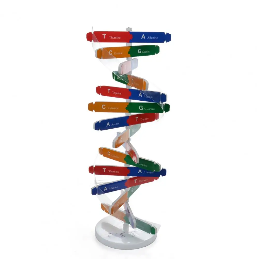 DNA Models Double Helix Structure Teaching Toy ABS DIY Human Genes for Biological Science For Kids Test Kit | Игрушки и хобби