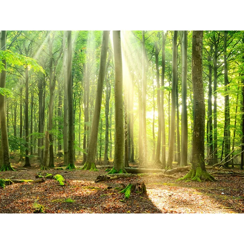 Изготовленные на заказ с художественной фотографией обои солнце лес