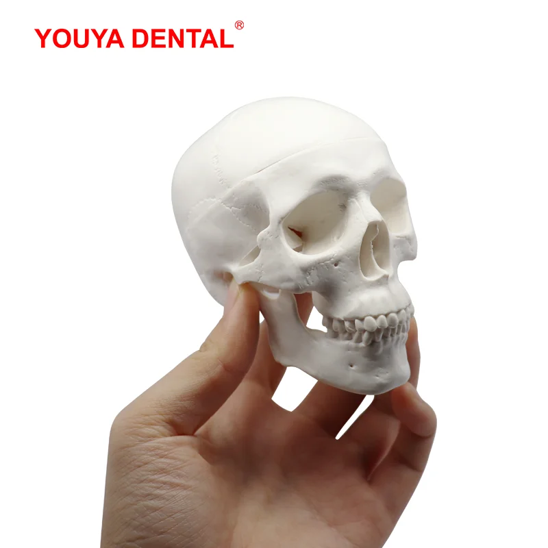 

1PC Cheap Mini 3D Human Anatomical Skull Model Removable Anatomy Model Head Skeleton With Teeth Medical PVC Dental Teaching Tool