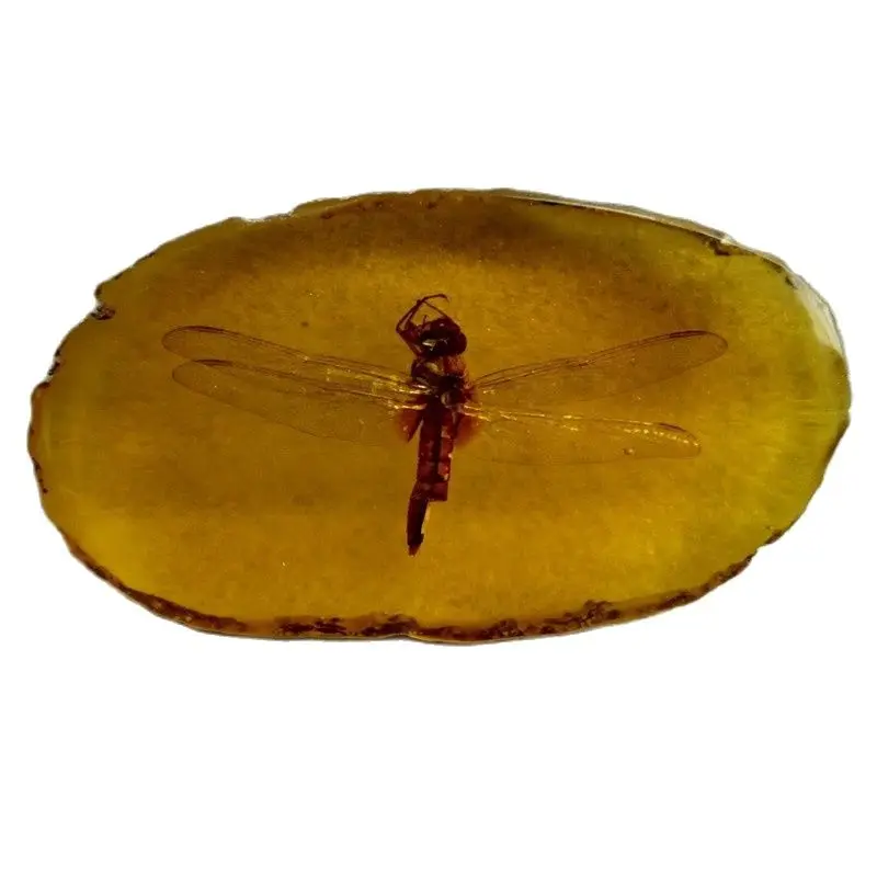 Коллекция Древнего Китая. Янтарные стрекозы | Дом и сад