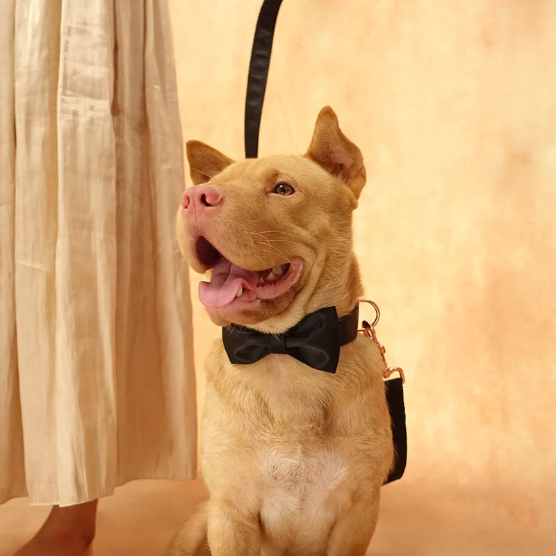 Mutco лазерная гравировка ошейник для домашних животных поводок товары собак