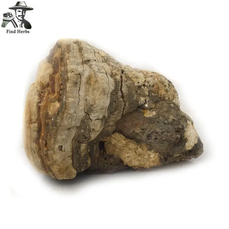 

Fomitopsis Officinalis, Wild Mushroom, Ku Bai Ti