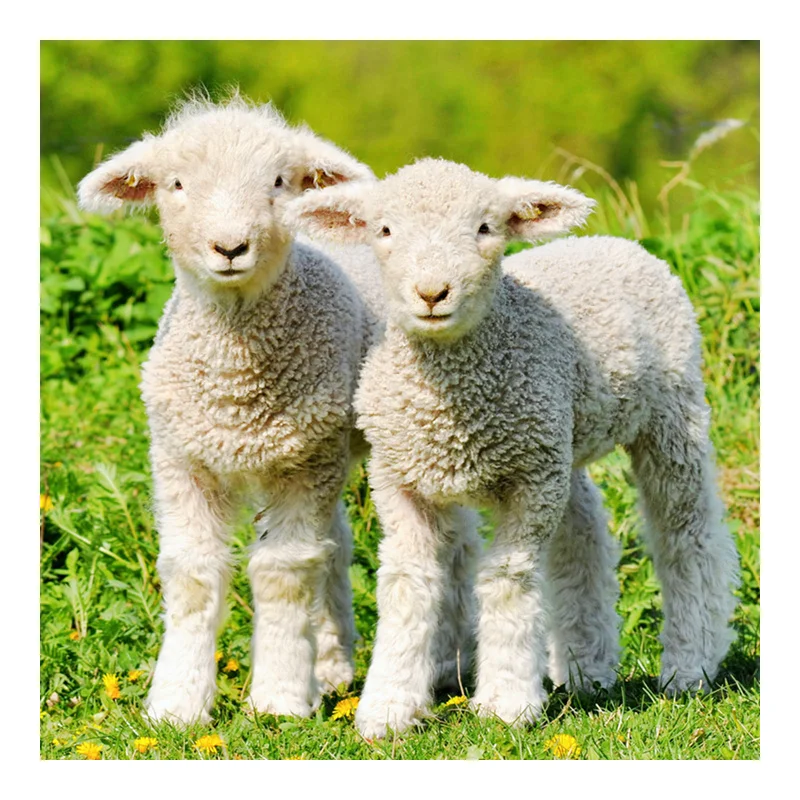 

5D DIY Diamond Embroidery Two little sheep animals Diamond Painting Cross Stitch Square Rhinestone Mosaic Decoration