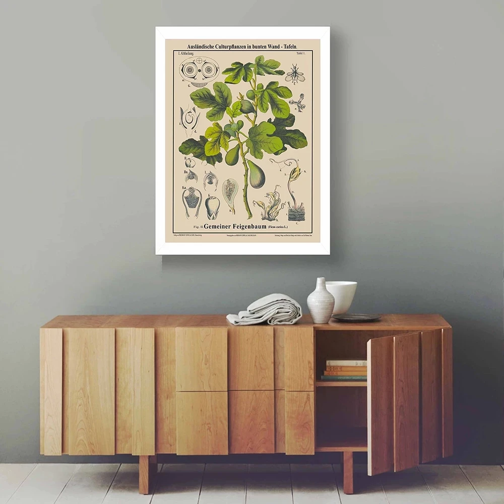 

Vintage Poster Antique Botanical Prints Vintage Fig Tree Drawing Rare Poster Educational Wall Art Painting Plant Picture