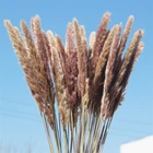 10 шт. натуральные растения Bulrush, высушенные цветы, ветки, пампасы, трава, Декор, цветы искусственный цветок для свадьбы, домашний декор Droogbloemen