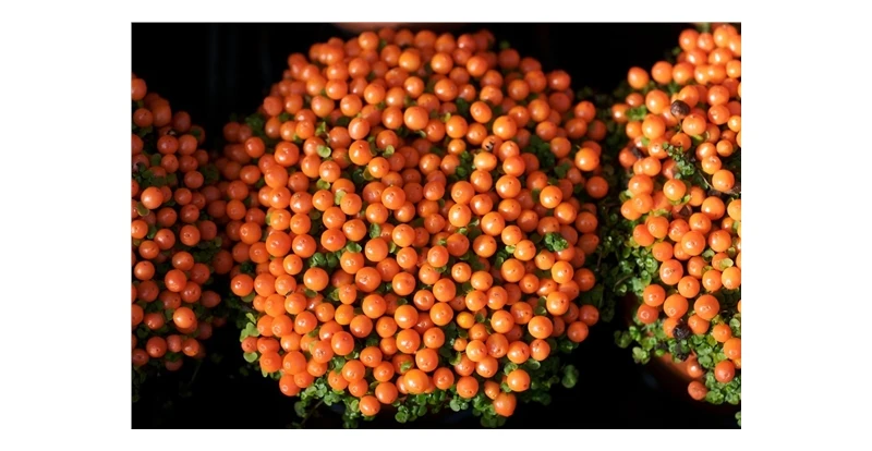 Seedsunid NERTERA* 10 семян