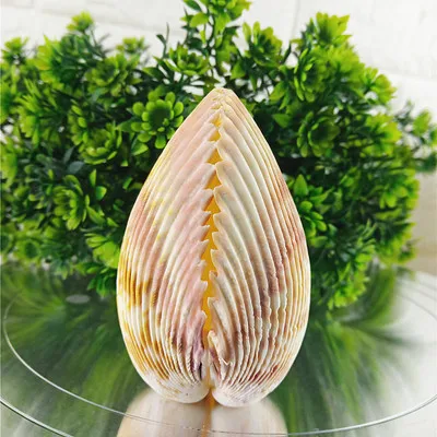 

Феникс пара Морская раковина украшение для аквариума озеленение коллекции украшения для мужчин и женщин платформа для друзей