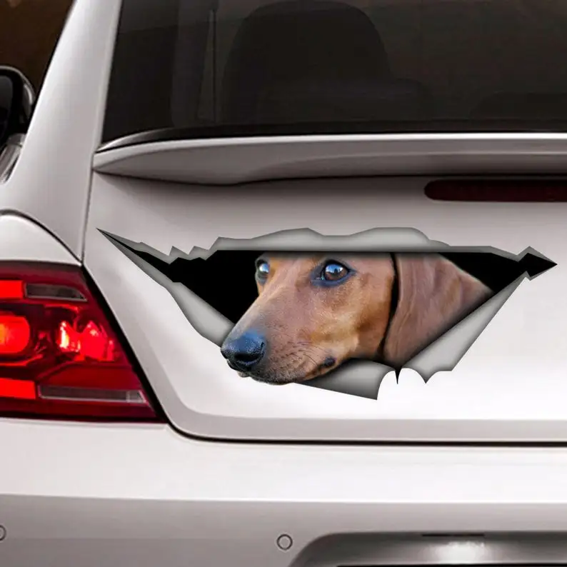 

STICKER/ Tan dachshund , car sticker, pet sticker, car decal
