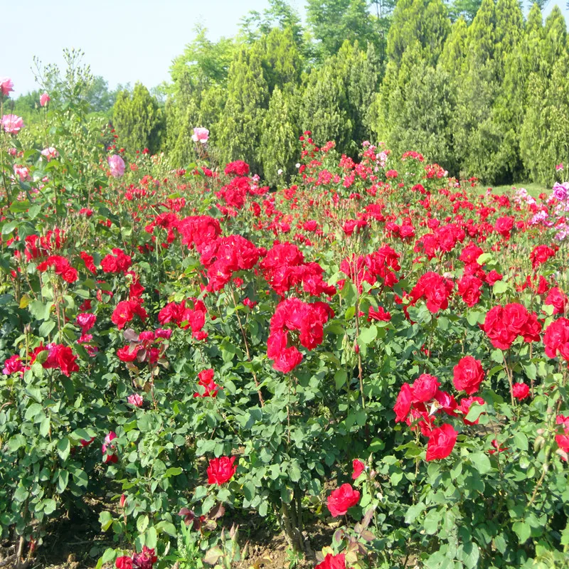 Высшее качество таблетки GA3 10% ТБ 20% из гиббереллиновой кислоты гиббереллина/GA3 CAS