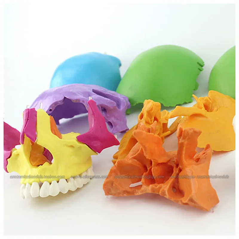 

12393-1 / Didactic Colored 22 part Adult Humans Skull, Medical Science Educational Teaching Anatomical Models