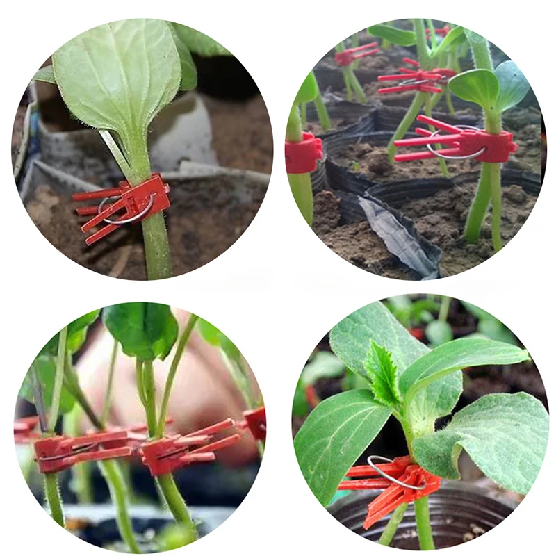 

New Arrival Style 100pcs Durable Plastic Grafting Clips Garden Vegetable Flower Tomato Vine Bushes Plants