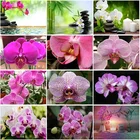 Алмазная 5D картина сделай сам, полноформатная Круглая Мозаика из полимера с цветами, Орхидея, наборы для вышивки крестиком, украшение на стену, подарок