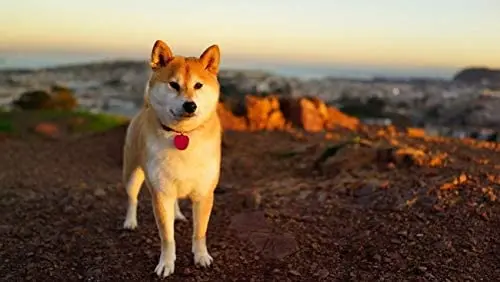 

Shiba Inu Cute Doge Meme Dogs Animals Nature Poster Canvas Print Poster Wall Art Decoration For Bedroom Living Room Home Decor
