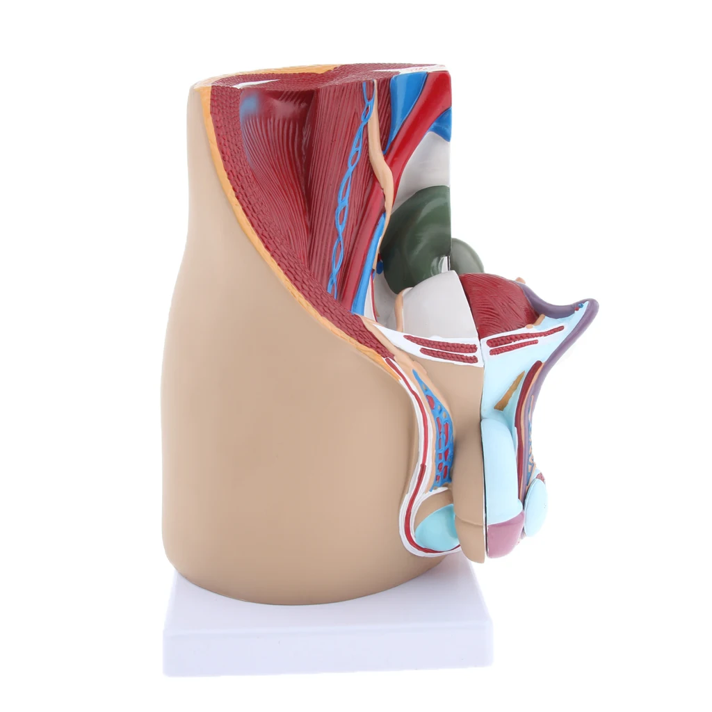 

Normal 10 "Prostate Model Human Torso Model For Learning Science