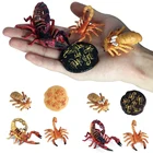 Экшн-фигурки в виде скорпионов, цикл роста, милые подарки для детей, развивающая Когнитивная коллекция, детские игрушки