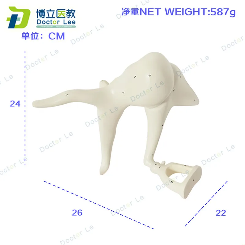 Human ear bones anatomy modle enlarged model of ossicle for medical teaching and learning | Канцтовары для офиса и дома